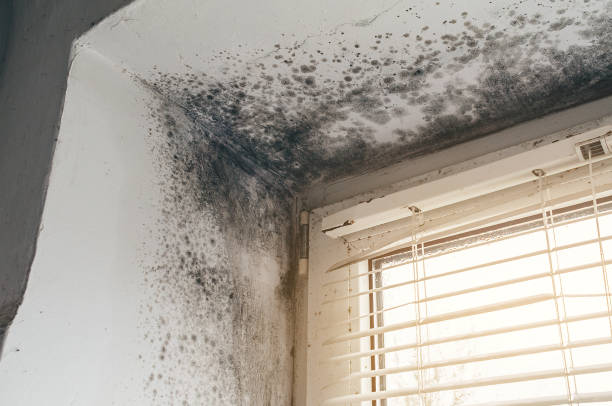 Affordable Commercial Mold Remediation solutions in Angier, NC